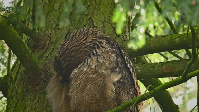 Eurasian eagle-owl (Bubo bubo) sitting high up in a tree and cleaning its feathers in a forest during winter. The bird of prey is resting and looking around in the woodland in Overijssel Netherlands.