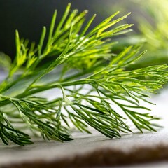 Greenery Delight: Close-Up of Aromatic Fresh Dill Sprig