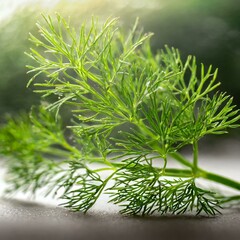 a fresh sprig of fragrant green dill