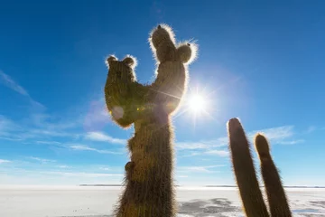 Gordijnen Cactus in Bolivia © Galyna Andrushko