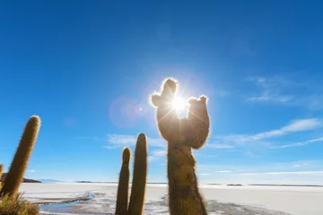 Fotobehang Cactus in Bolivia © Galyna Andrushko