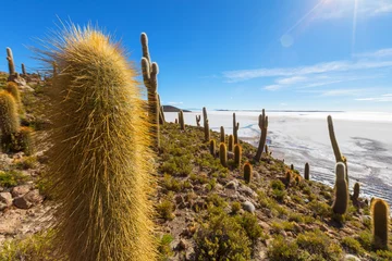 Fotobehang Cactus in Bolivia © Galyna Andrushko