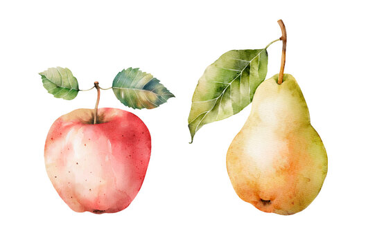 Watercolor apple and pear isolated on white background. Hand drawn illustration