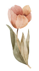 Pink delicate tulip, watercolor illustration.