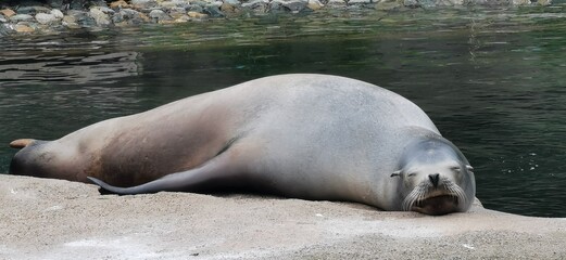 water, animal, mammal, seal, wildlife, nature, sleeping, sea seal, outdoor, sea life, no person, sea lion, laying, marine mammal, zoo, harbor seal, aquatic, large, cow, waterfront, outdoors, marine, o