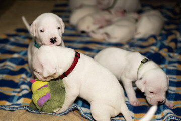 Dogo Argentino, puppies old 3 weeks