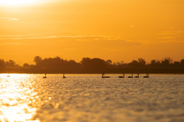 The Mute swan, Cygnus olor is a species of swan and a member of the waterfowl family Anatidae.