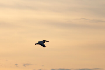 Great White Pelican (Pelecanidae) in the Danube Delta, Romania