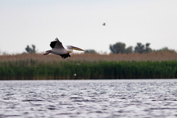 Great White Pelican (Pelecanidae) in the Danube Delta, Romania