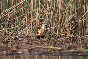 Squacco heron (Ardeola ralloides) in the wild
