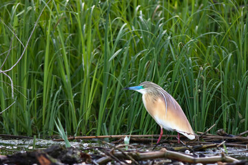 Squacco heron (Ardeola ralloides) in the wild