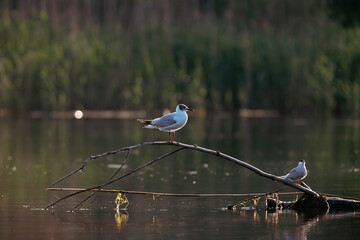 Pallas's gull, also known as the great black-headed gull seen in the Danube Delta, Romania