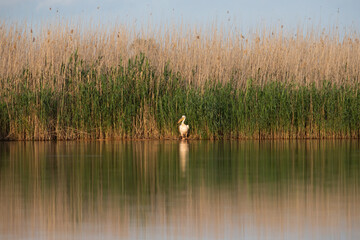 Great White Pelican (Pelecanidae) in the Danube Delta, Romania