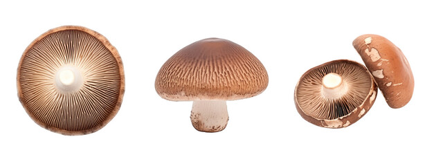 Fototapeta premium Set of Brown mushroom macro shot