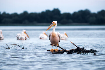 Great White Pelican (Pelecanidae) in the Danube Delta, Romania