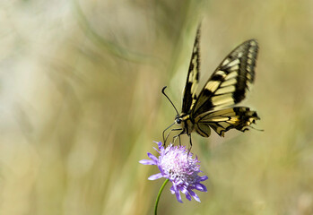 Swallowtail butterfly Papilio machaon feeding on nectar . Sassari. Sardinia, Italy