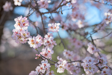 Close-up of a tree with pink flowers