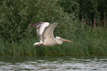 Great White Pelican (Pelecanidae) in the Danube Delta, Romania