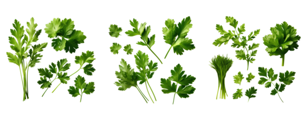 Set of Mediterranean herbs and spices leaves, twigs transparent background