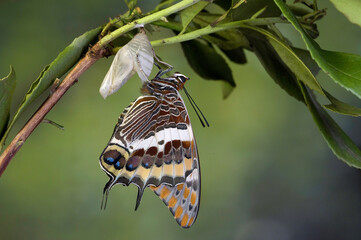 macro photography, Charaxes jasius butterfly close up with clear background emerging from its...