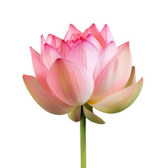 lotus flower isolated on transparent background