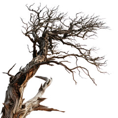 Dried wood tree branch png death perennial on white background.