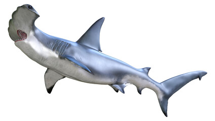 Obraz premium 3D Rendering Hammerhead Shark on White