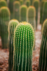 Neobuxbaumia cactus planting in cacti garden - 750592992