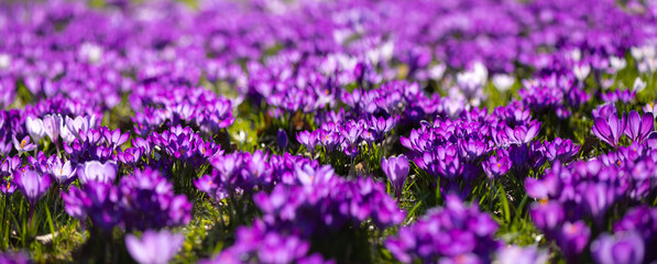 Colorful Crocus panorama. Colorful meadow with hundreds of early bloomer flower with orange stamens and violet lilac petals on a bright spring day. Crocus is a flowering plants in the iris family.  - obrazy, fototapety, plakaty