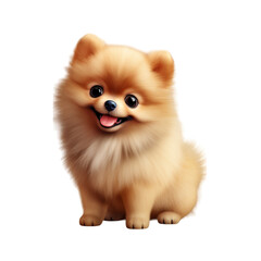 Fototapeta premium pomeranian puppy