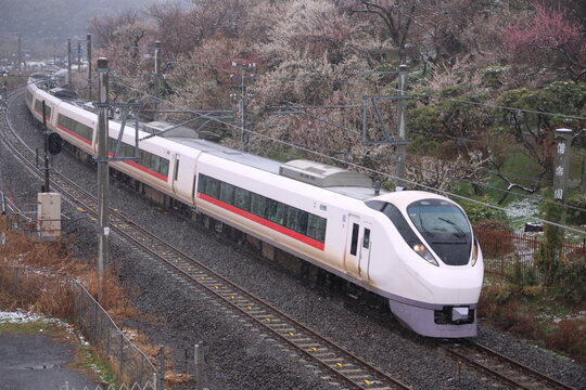 満開の梅と小雪が舞う偕楽園を横目に駆け抜けるE657系電車_2024/2/23撮影