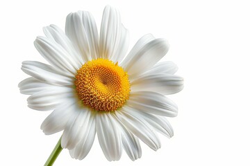 The daisy flower has been isolated using a hand-made clipping path