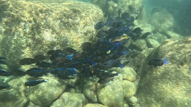 undersea video of acanthurus coeruleus fishes school in the rocks, with marin current, blue tang surgeonfishes or doctorfishes