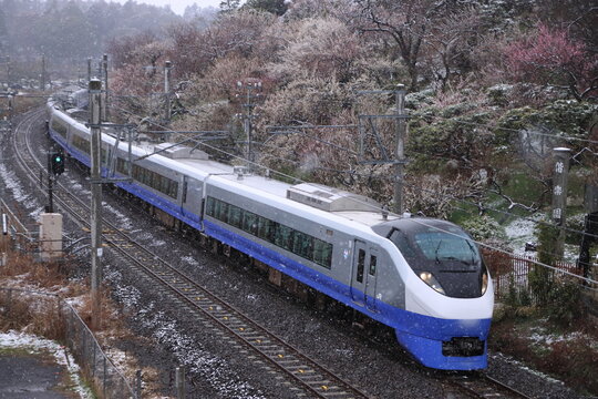 満開の梅と雪が舞う偕楽園を横目に駆け抜けるE657系電車(リバイバルカラー)_2024/2/23撮影