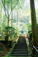 Obraz premium 鎌倉に咲く美しい桜の花