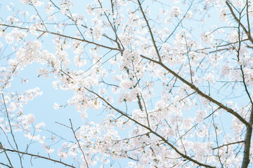 鎌倉に咲く美しい桜の花