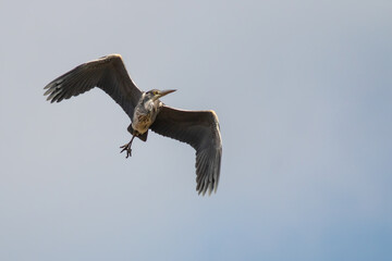 Graureiher (griseo heron) im Flug von unten fotografiert
