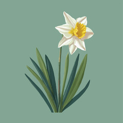 Vector Daffodil illustration flat design