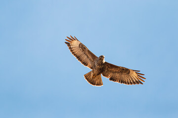 Mäusebussard im Flug von unten fotografiert