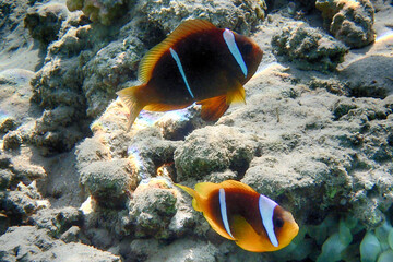 Fototapeta na wymiar cmall clown fish in the Red sea