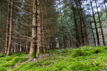 Forest with green moss covering the forest floor