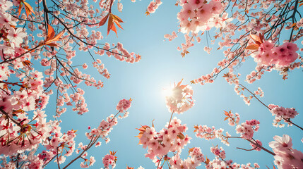 Canopy of Enchanting Sakura: A Reverie of Japanese Cherry Blossom Unveiled Underneath Vibrant...