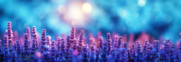 Gordijnen Smooth rows of lavender plants. Lavender blooming flowers bright purple field blue sky sunset. Last rays of sun. Lens flare. Lavender Oil Production. Aromatherapy Lavandin © annebel146