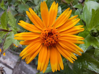 Sphagneticola trilobata &eacute; uma esp&eacute;cie de Sphagneticola pertencente &agrave; fam&iacute;lia Asteraceae.&Eacute; popularmente conhecida como margarid&atilde;o, mal-me-quer, malmequer-do-brejo, pic&atilde;o-da-praia, ved&eacute;lia ou insulina.