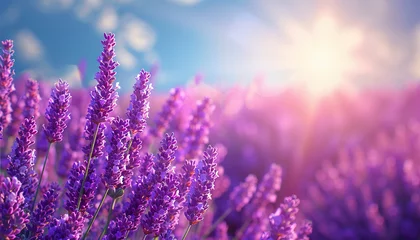 Fensteraufkleber Smooth rows of lavender plants. Lavender blooming flowers bright purple field blue sky sunset. Last rays of sun. Lens flare. Lavender Oil Production. Aromatherapy Lavandin © annebel146