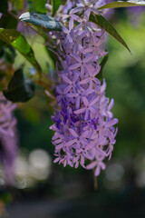 close up of lilac flowers