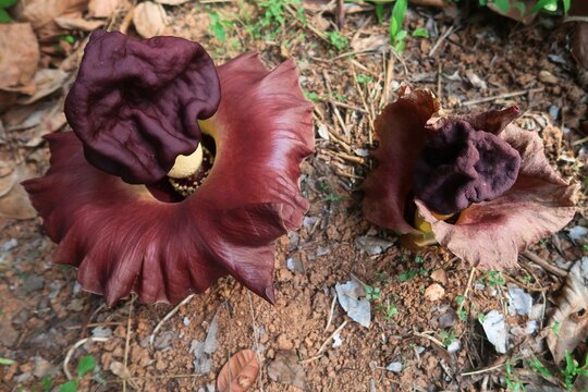 Elephant Yam flower bud in the agriculture farm