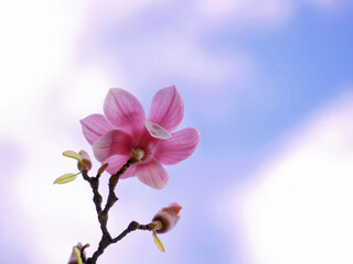 A pink magnolia flower against the sky