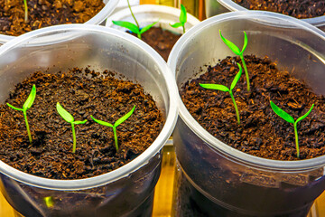 Garden seedlings on the windowsill on a winter day