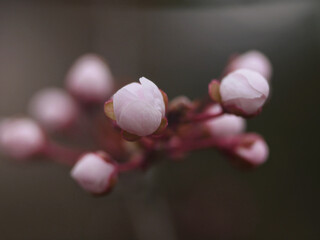Close up cherry blossom buds, spring bloom